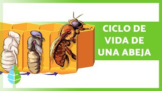 CICLO de VIDA de las ABEJAS 🐝 Reinas Obreras y Zánganos [upl. by Holbrooke]