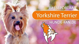 ► Yorkshire Terrier 2019 Rasse Aussehen amp Charakter [upl. by Nuahsyt]