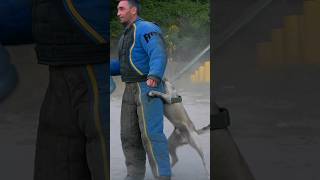 ‼️Malinois attack Police dog training Arresting the attacker GUARDODESSA Odessa Ukraine [upl. by Ahtilat]