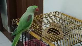 Happy Parrot Mithiis Chronicle 0409 ❤️ How to train a parrot 🦜Cute birds 😍😍 [upl. by Sergeant]