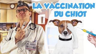 Dr Wouf  LA VACCINATION DU CHIOT [upl. by Netsrek]