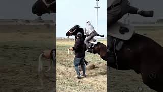 Expert Horse Trainer Shares Top Taming Techniques [upl. by Eidok]