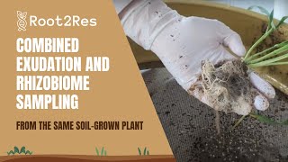 Combined exudation and rhizobiome sampling from the same soilgrown plant [upl. by Anaejer]