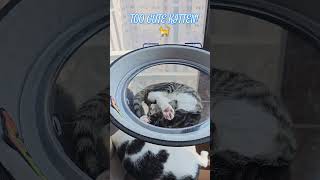 CUTEST KITTEN kittenish cuteanimal rescuekitty cutecat catvideos catvideos catlover kitten [upl. by Glassman]