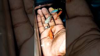 Molly Fish breeding  தமிழ் [upl. by Pardoes]