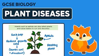 Plant Diseases  GCSE Biology [upl. by Jelena]