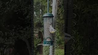 Stunning return of Nuthatch nuthatch birds shorts [upl. by Gerda]