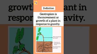 Geotropism  Gravitropism class10biology cbseclass10science2024 shorts geotropism [upl. by Etyak]