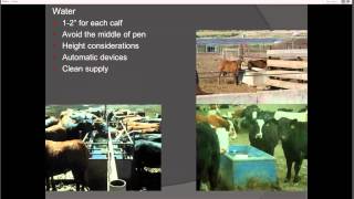 Receiving Feedlot Cattle [upl. by Anitsirt]