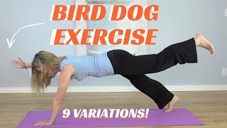 Bird Dog Exercise For Beginners Instructions For 9 Variations Workout Progresses To Advanced [upl. by Dremann]