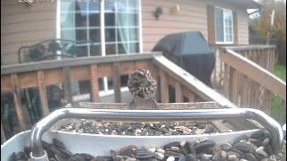 A Song Sparrow Enjoying Breakfast [upl. by Eriuqs]