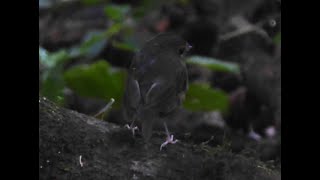 Snowybrowed Flycatcher Ficedula hyperythra Mt Kerinci Sumatra Indonesia 24 July 2024 79 [upl. by Remled57]