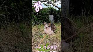 猫」「CAT amp PEACE」 cat straycat ねこ動画 ねこ 猫動画 猫好きさんと繋がりたい [upl. by Edla]