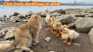 funny cat conquered the duckling and trained the duckling outdoorscutest pet videos in the world😂 [upl. by Norrv]