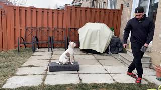 XL American Bully Puppy Training [upl. by Irby820]