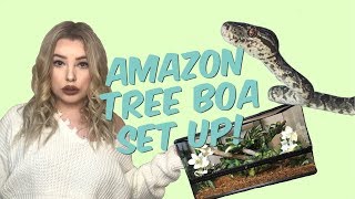 SETTING UP MY AMAZON TREE BOA ENCLOSURE  mite updates [upl. by Leslie]