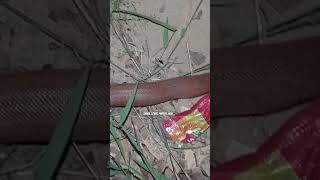 video snake share viralvideo youtube short subscribe rescue release wildlife seva like [upl. by Imoyaba447]