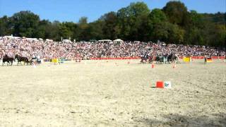 2 Hengstparade in Marbach Hansjörg Hammann LipizzanerVierspänner [upl. by Artinak]