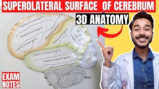 superolateral surface of cerebrum anatomy 3d  gyri and sulcus of cerebrum hemispheres anatomy [upl. by Hallerson]