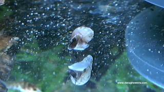 Corydoras Fry Feeding [upl. by Harlen]