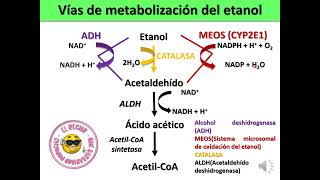 METABOLISMO DEL ETANOL [upl. by Ofelia]