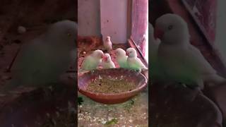 Albinos redeye colony parrot birds [upl. by Aerol362]