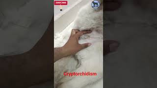 Case of Cryptorchidism in male golden retriever youtubeshorts dog doglover [upl. by Yecaw297]