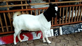 Black n White Boer Goat  Results breeding Boer x Jamnapari Goat [upl. by Norri845]