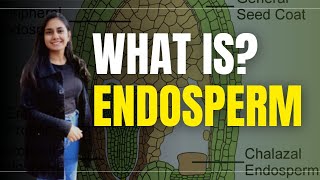 Endosperm in Hindi  Biology  what is Endosperm [upl. by Aicylla]