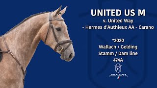 Holsteiner EliteReitpferdeauktion 2024  Nr 129 United Us M [upl. by Scrope977]