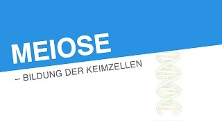 MEIOSE – BILDUNG DER KEIMZELLEN  Biologie  Genetik und Entwicklungsbiologie [upl. by Inahteb]