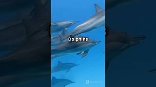 Did You Know Dolphin Have Names Discover Their Fascinating Communication [upl. by Ynnod]