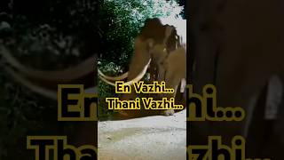 En Vazhi Thani Vazhi wildelephants padayappa elephant [upl. by Ikir]