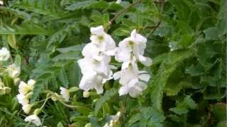 Exochorda  The Bride  Flowering [upl. by Merriam]