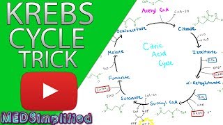 Krebs Cylcle Trick How to remember krebs cycle FOREVER [upl. by Gnouhp]