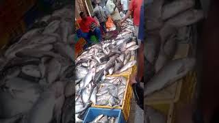 fish marketfish Secunderabad Monda market [upl. by Dalia]