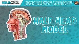 Respiratory  Half Head Anatomy [upl. by Lleda]