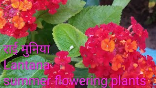 Lantana plant 🌼🌸 👉Growing and Caring method Best👍💯 Summer flowering plants [upl. by Cartwell]