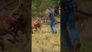 Man Rescues Dog From Fierce Kangaroo [upl. by Aitnis]