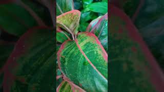 Aglaonema Red Siam Lovely propagated cuttings Looking good after 2 weeks aglaonema [upl. by Warfeld]