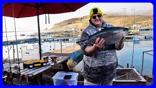 46kg BEHEMOTH Salmon caught at Twizel [upl. by Eastman]