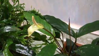 Анубиас минима Anubias barteri var glabra minima [upl. by Lalage]