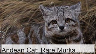 The Andean cat is a surprisingly rare Murka [upl. by Ettelegna627]