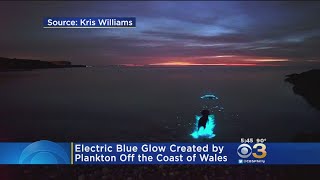 Electric Blue Glow Created By Plankton Off Coast Of Wales [upl. by Eerrehc]