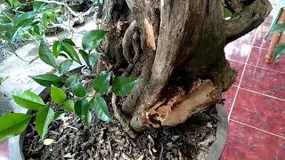 Bonsai Kemuning Tanuki Alami [upl. by Frodin]