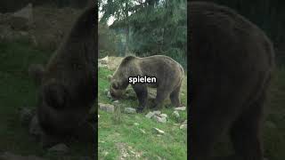 Faszinierende Grizzly Bären tierliebe facts naturshortsyoutube doku tiere baer grizzly [upl. by Layol874]