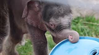 Adorable twin elephant babies born in Upstate NY [upl. by Airdnaz]