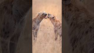 Spotted Hyenas hyena video viralvideo music shortsvideo shorts animals shortvideo reels [upl. by Canning]