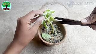 Propagation of Ajwain though Cutting  How to grow Ajwain from cutting [upl. by Anya]