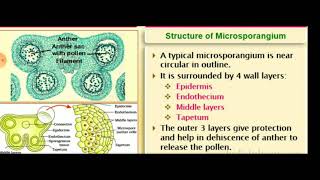 Structure of Microsporangium [upl. by Flinn]